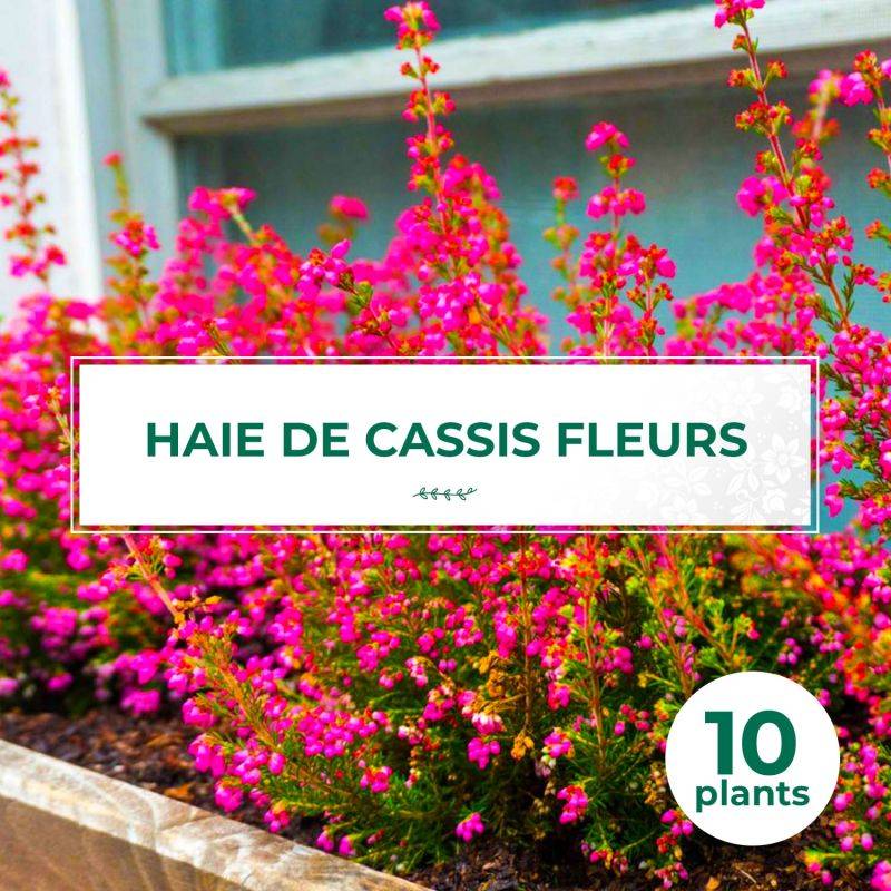 10 Groseilliers à fleurs (Ribes sanguineum) - Haie de Groseillier à fleurs -  - Pépinières Naudet - Imagen 1
