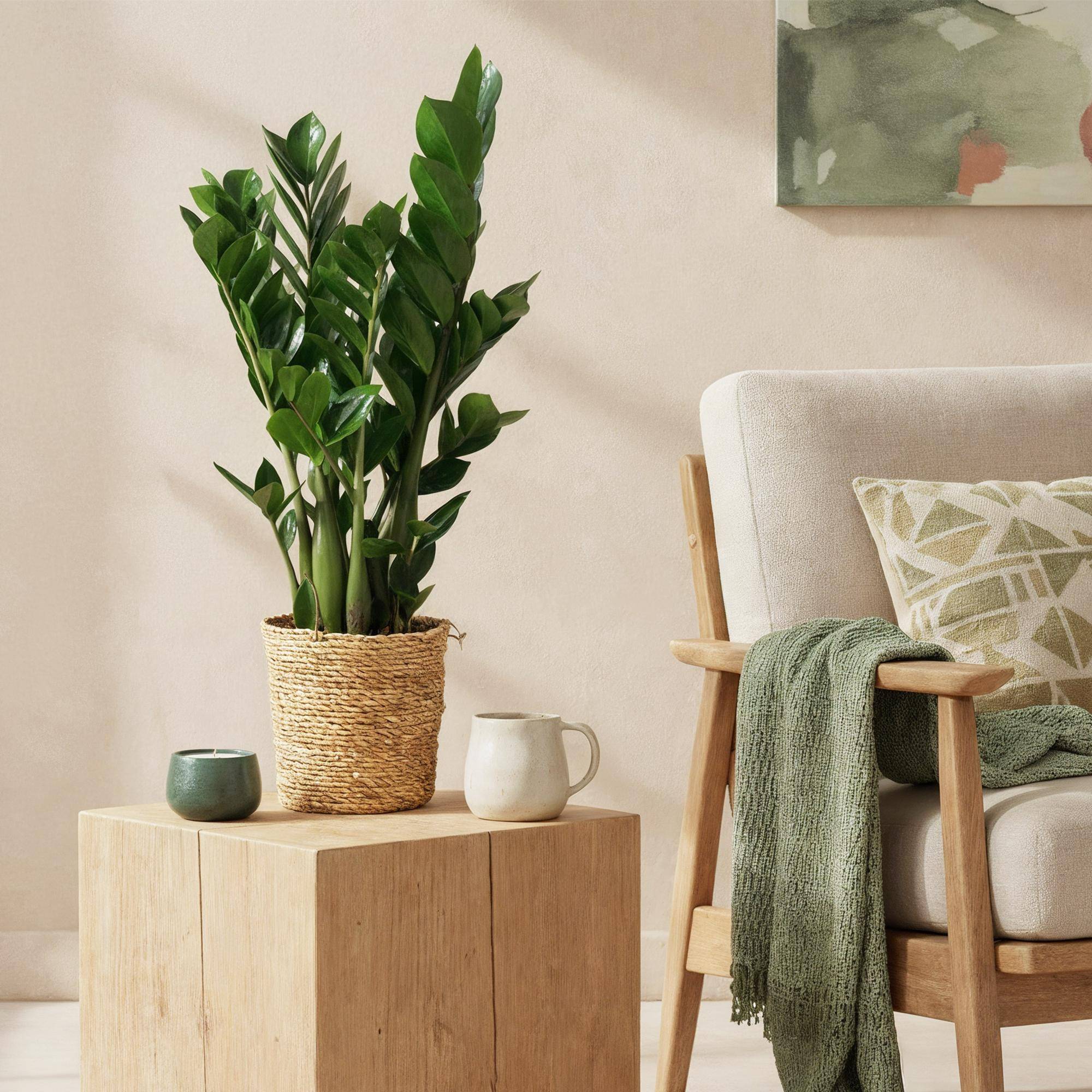 Zamioculcas Zamiifolia - D17 H75cm