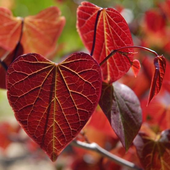 Gainier du Canada - Cercis canadensis Red Force Pot de 7,5L/10L - Image 1
