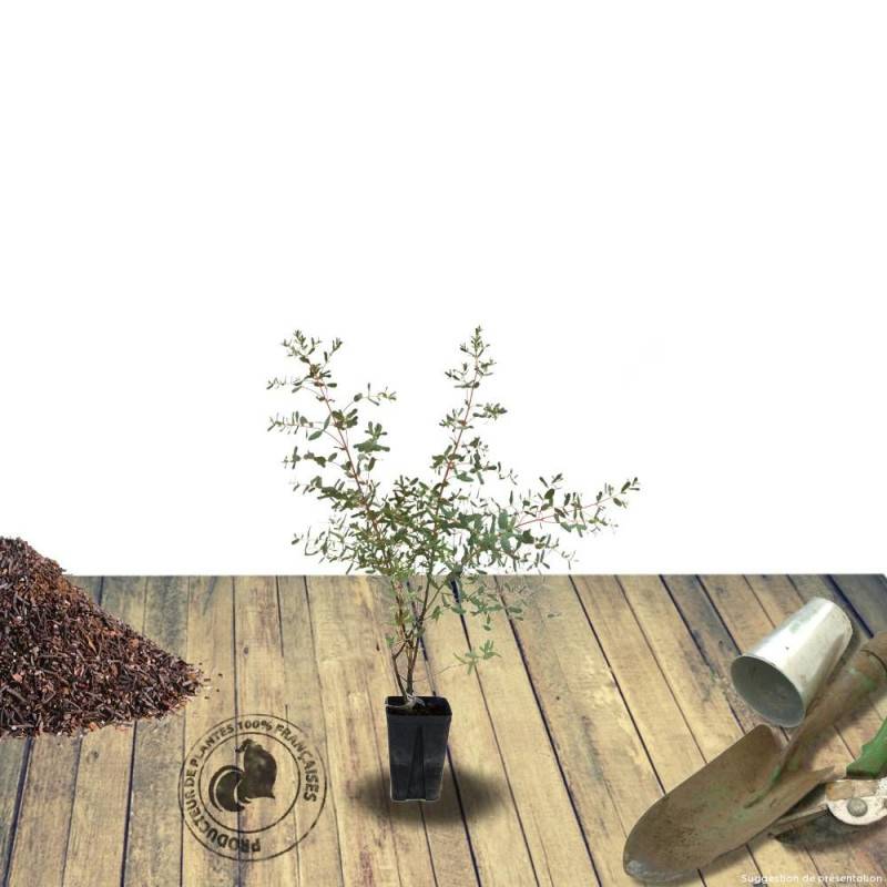 Eucalyptus France Bleu® 'Rengun', Gommier cidre - Pot de 3L - 40/60 cm - Image 9