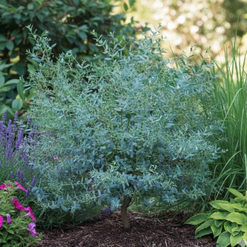 Eucalyptus France Bleu® 'Rengun', Gommier cidre - Pot de 3L - 40/60 cm - Image 5