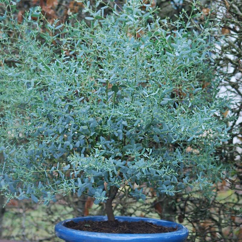 Eucalyptus France Bleu® 'Rengun', Gommier cidre - Pot de 3L - 40/60 cm