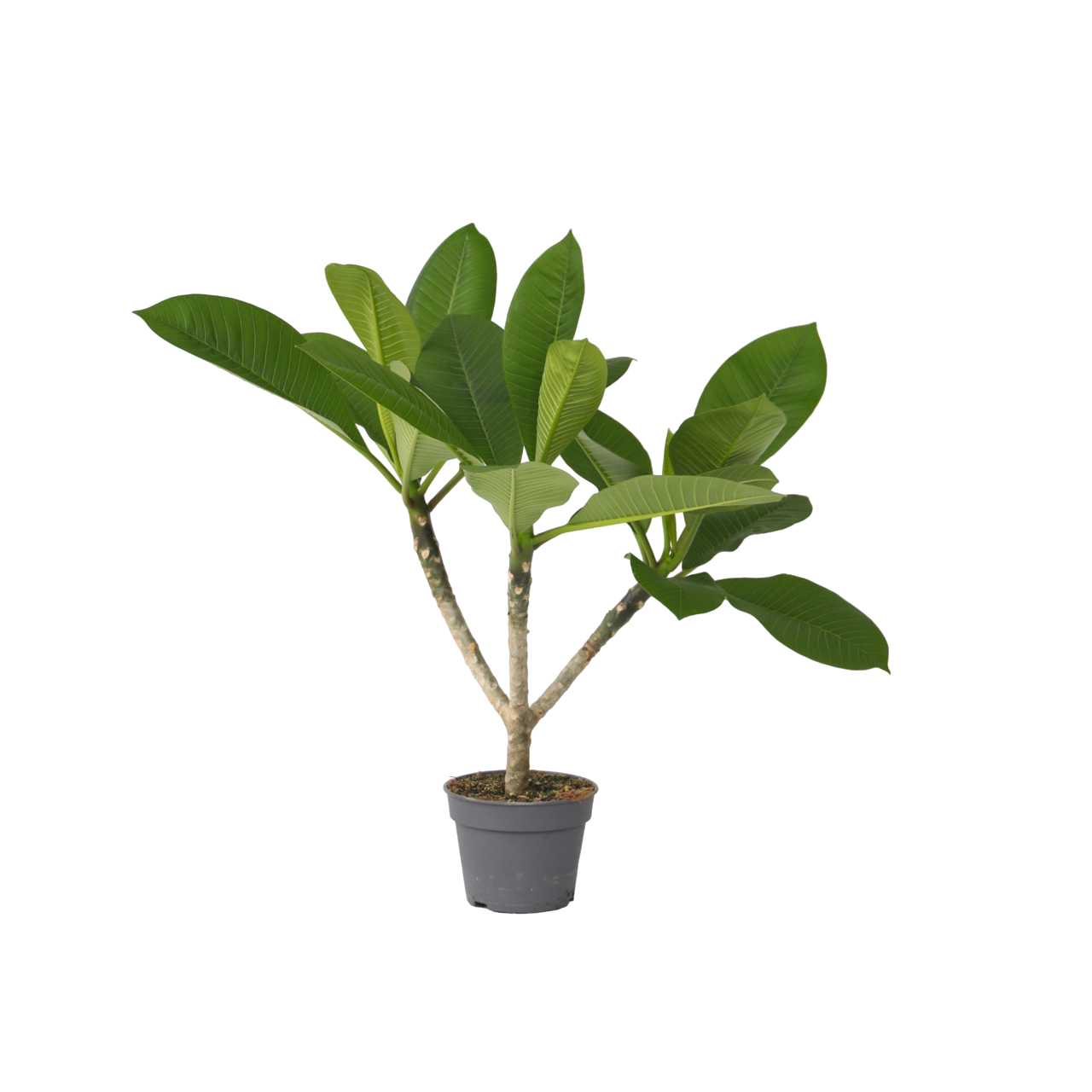 Frangipanier - Plumeria rubra 'Hawaii' - Hauteur 45-55cm - ⌀17cm - Image 1