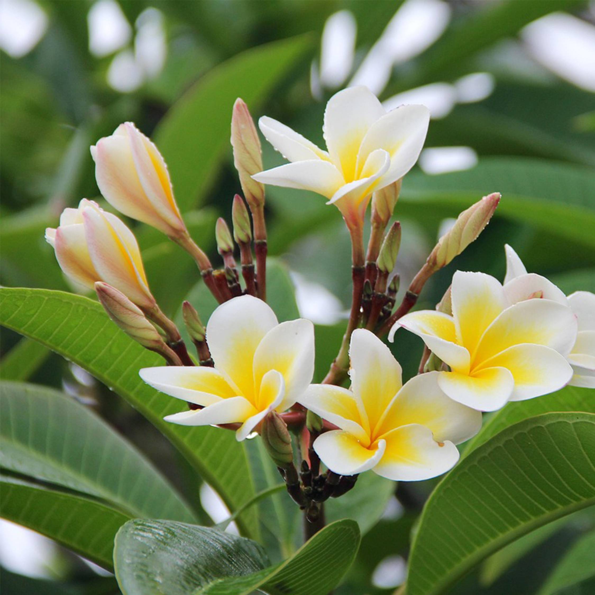 Frangipanier - Plumeria rubra 'Hawaii' - Hauteur 45-55cm - ⌀17cm - Image 3
