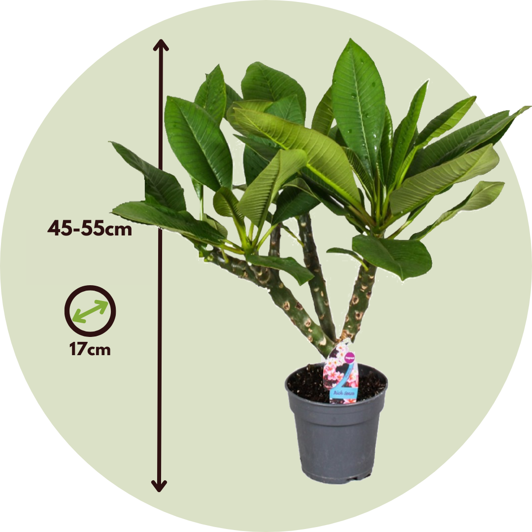 Frangipanier - Plumeria rubra 'Hawaii' - Hauteur 45-55cm - ⌀17cm - Image 6