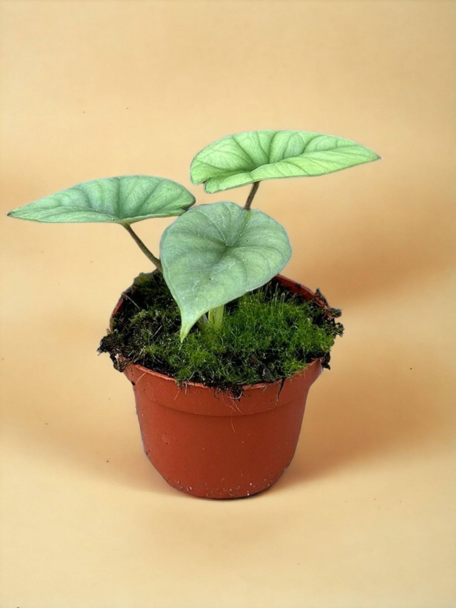 Alocasia Platinum- La Green Touch
