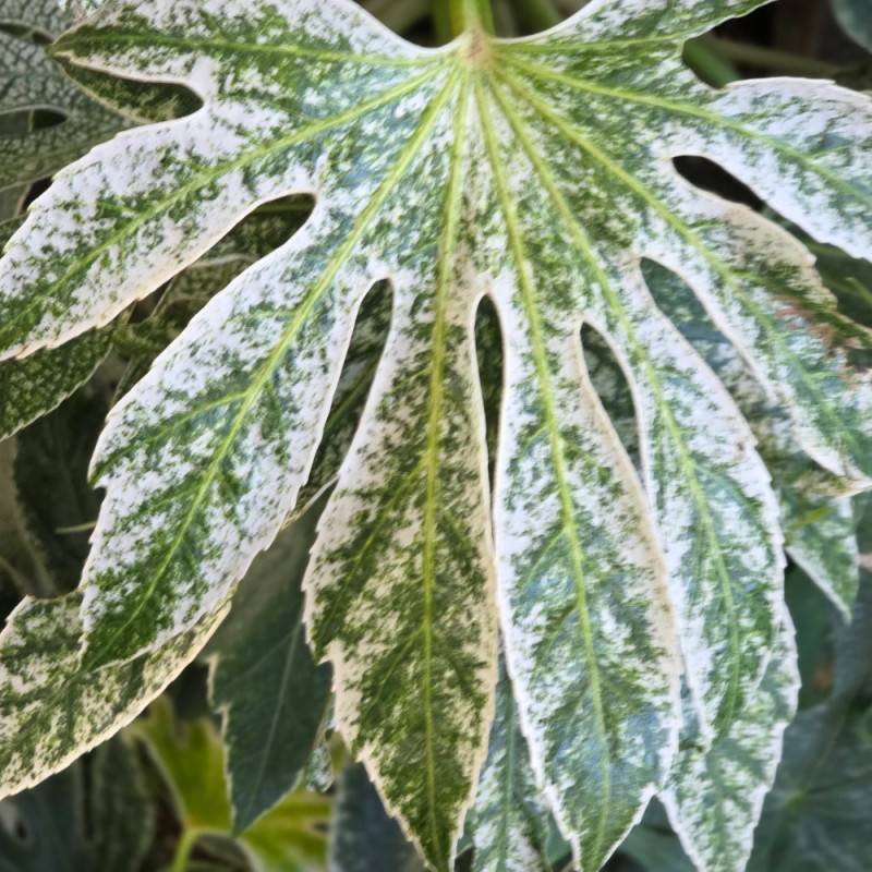 Fatsia Spider's Web, Faux-Aralia du Japon à fleurs Blanche/ - feuillage Persistant - - Imagen 10