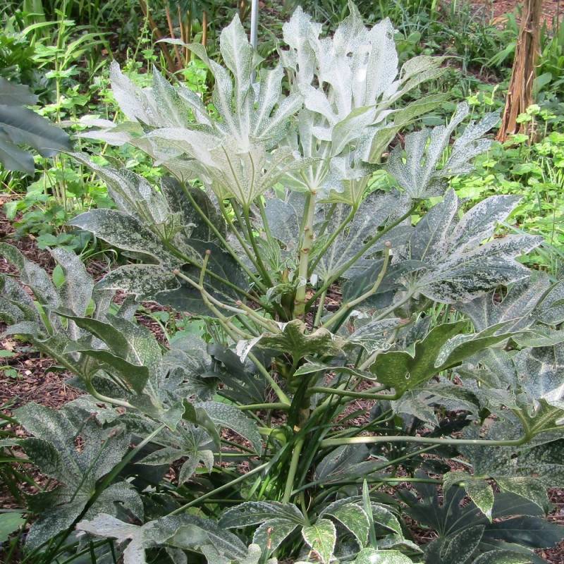 Fatsia Spider's Web, Faux-Aralia du Japon à fleurs Blanche/ - feuillage Persistant - - Imagen 2
