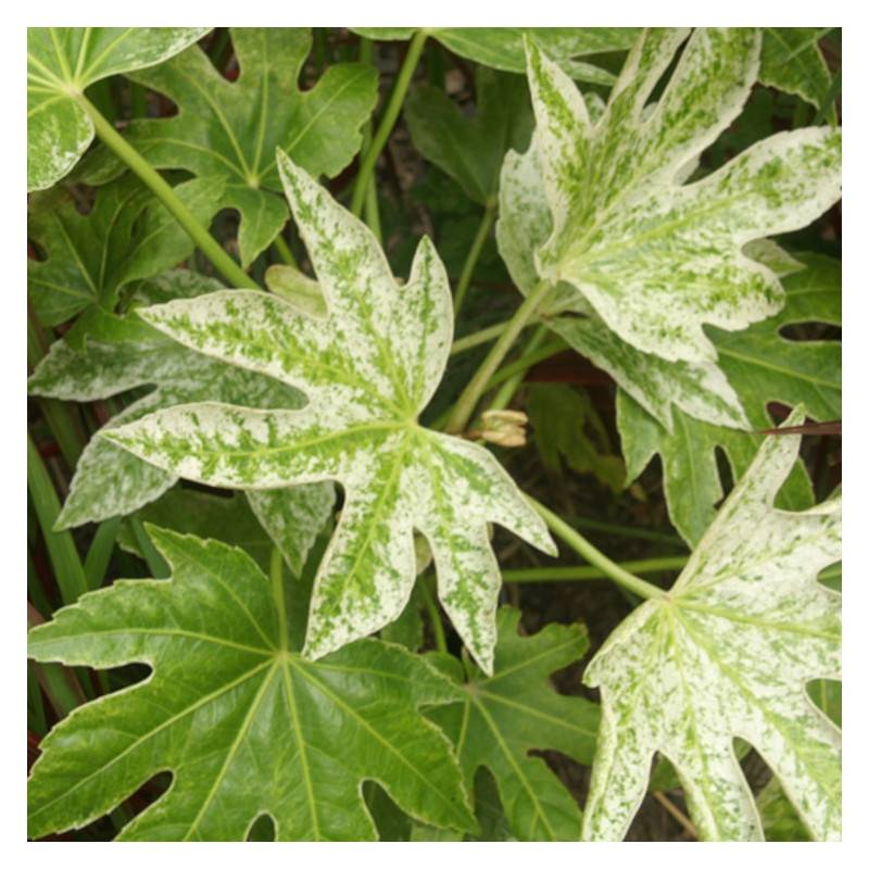 Fatsia Spider's Web, Faux-Aralia du Japon à fleurs Blanche/ - feuillage Persistant - - Imagen 1