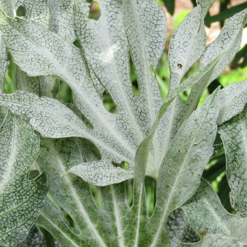 Fatsia Spider's Web, Faux-Aralia du Japon à fleurs Blanche/ - feuillage Persistant - - Imagen 3