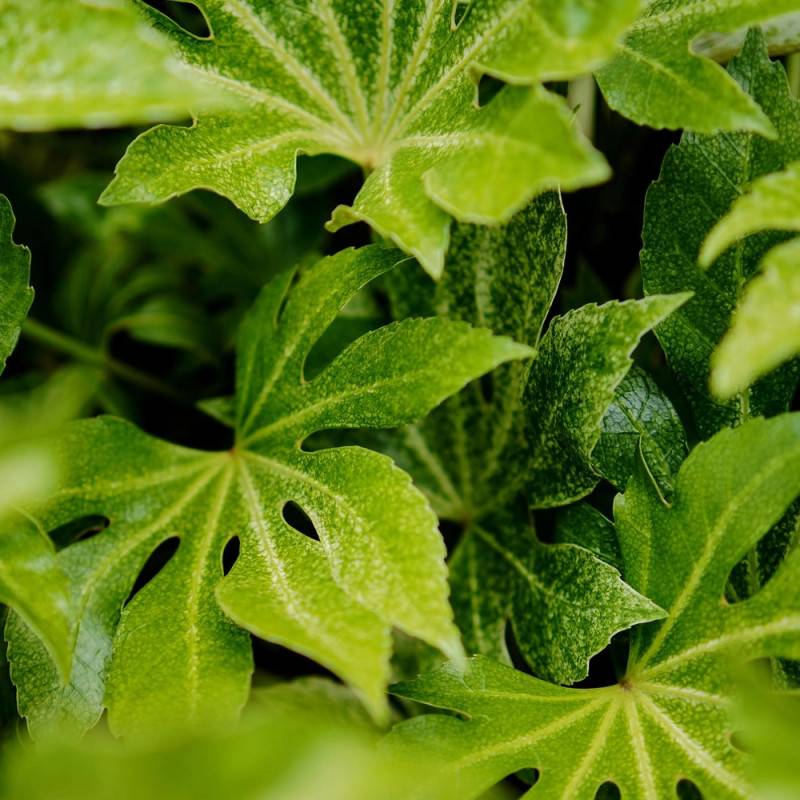 Fatsia Spider's Web, Faux-Aralia du Japon à fleurs Blanche/ - feuillage Persistant - - Imagen 7