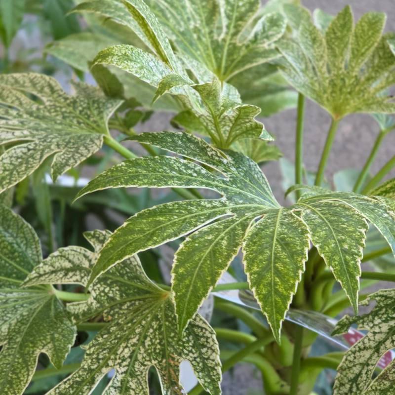 Fatsia Spider's Web, Faux-Aralia du Japon à fleurs Blanche/ - feuillage Persistant - - Imagen 9