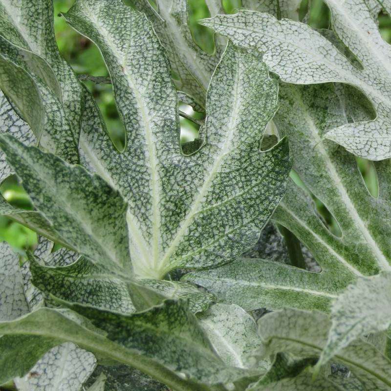 Fatsia Spider's Web, Faux-Aralia du Japon à fleurs Blanche/ - feuillage Persistant - - Imagen 4