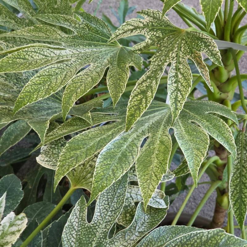 Fatsia Spider's Web, Faux-Aralia du Japon à fleurs Blanche/ - feuillage Persistant - - Imagen 8