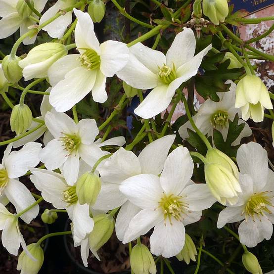 Promesse de Fleurs - Clématite - Clematis Avalanche® Pot de 2L/3L