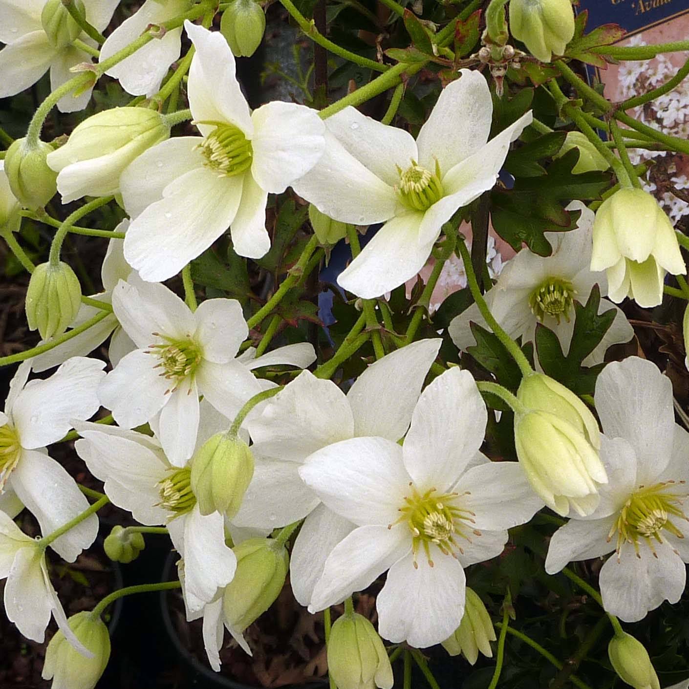 Promesse de Fleurs - Clématite - Clematis Avalanche®  Pot de 2L/3L