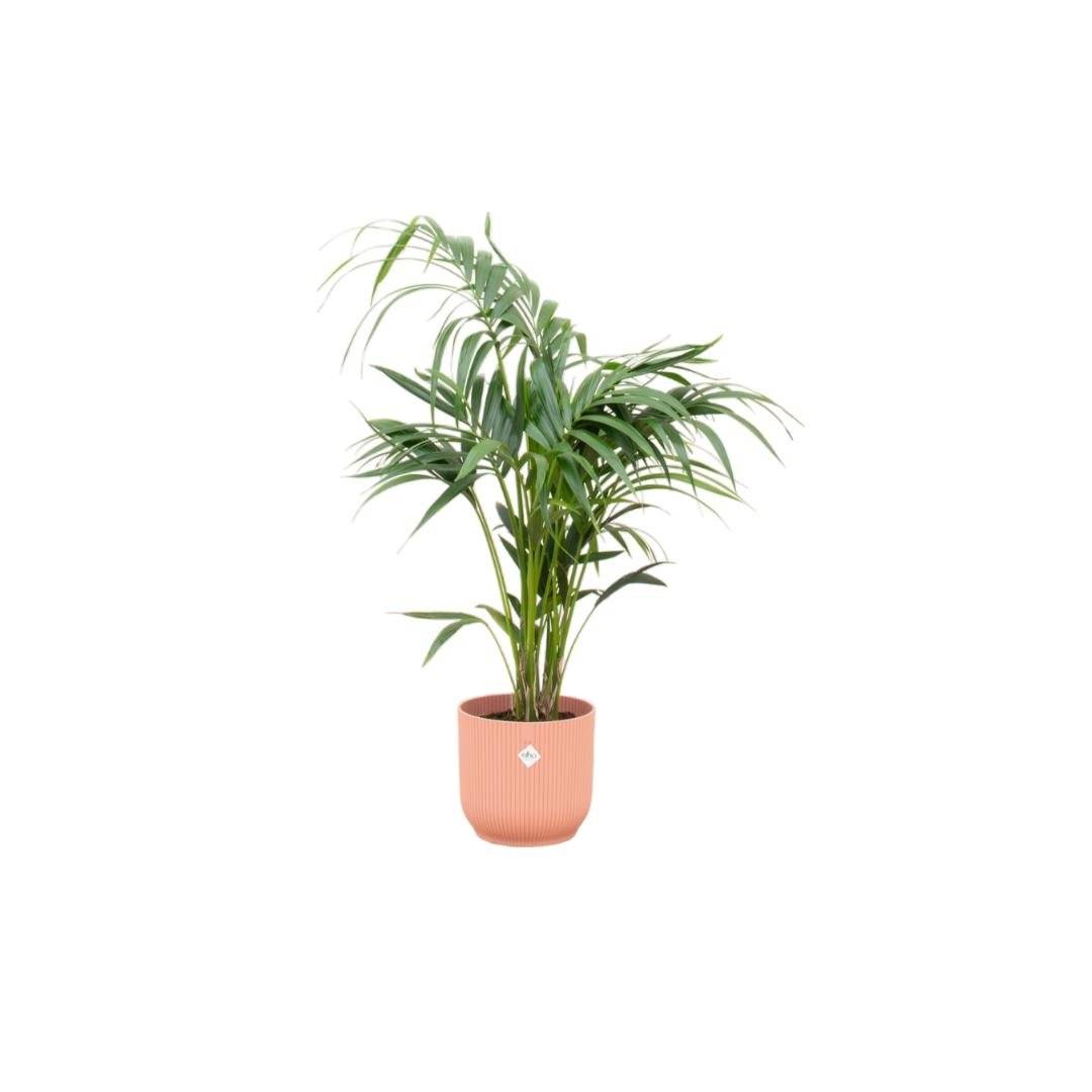 La Green Touch - Palmier Kentia 130cm et son pot- La Green Touch Rose - Hauteur 130cm