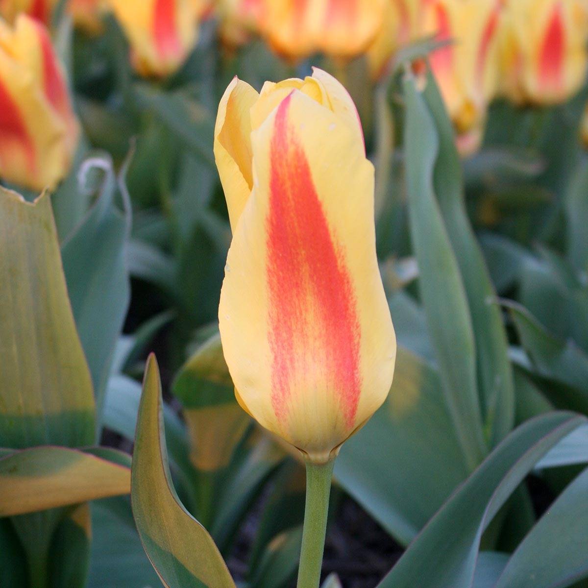 Promesse de Fleurs - Tulipe fosteriana Easter Parade Bulbe calibre 11+ (par 10)
