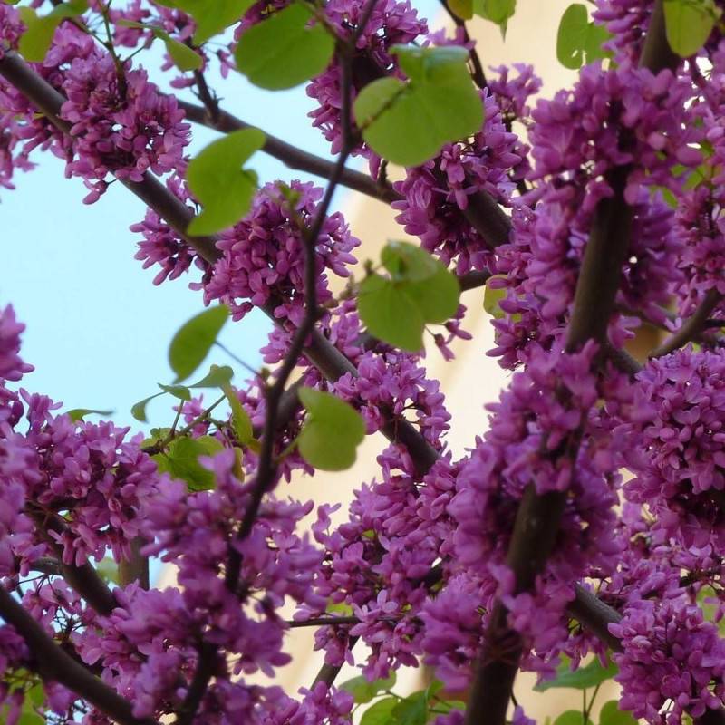 Cercis silicastre, Arbre de Judée, Gainier à fleurs Rose/Rouge - feuillage Caduc - Pot de 10L - 80/100 cm