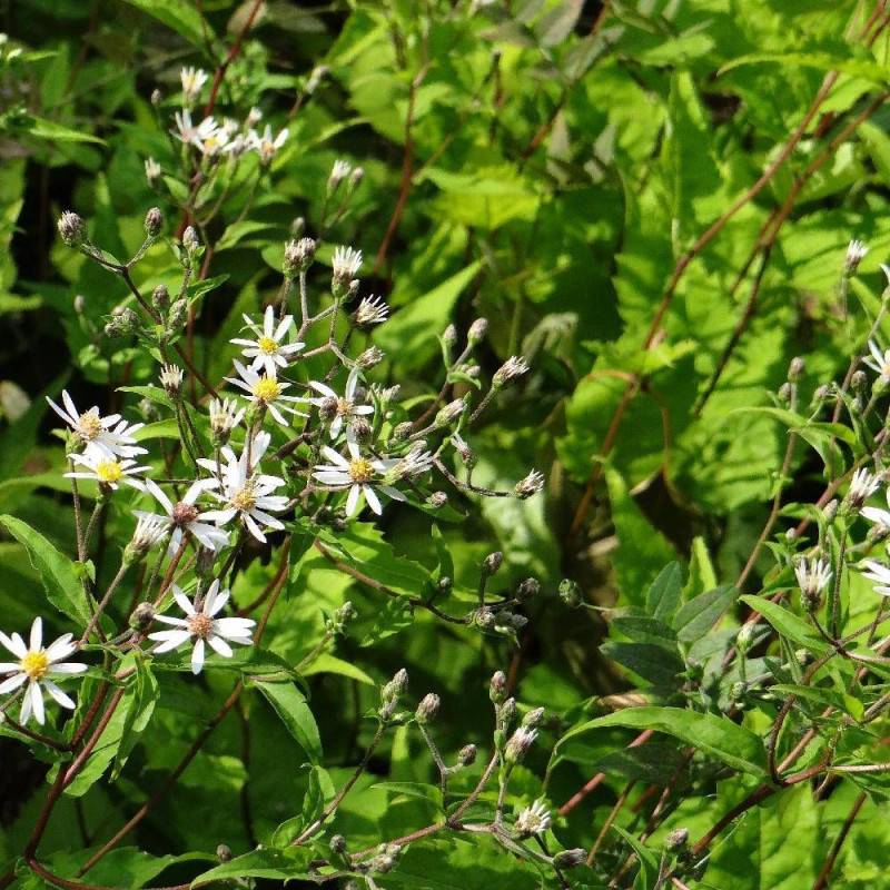Aster d'automne divaricatus à fleurs Blanche/ - feuillage Caduc - Godet - 5/20 cm - Imagen 5