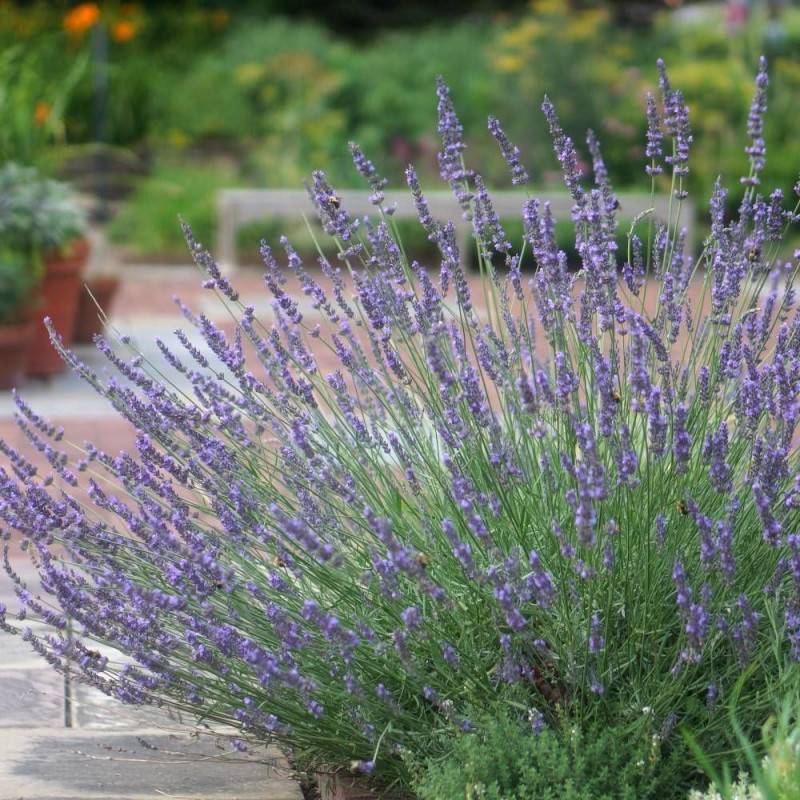 Lavande Phenomenal™ 'Niko' à fleurs Bleue/ - feuillage Persistant - Pot de 3L - 20/40 cm - Imagen 1