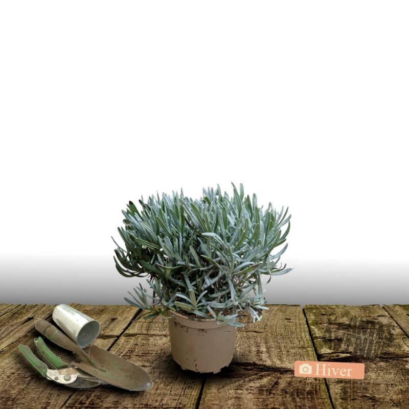 Lavande Phenomenal™ 'Niko' à fleurs Bleue/ - feuillage Persistant - Pot de 3L - 20/40 cm - Imagen 4