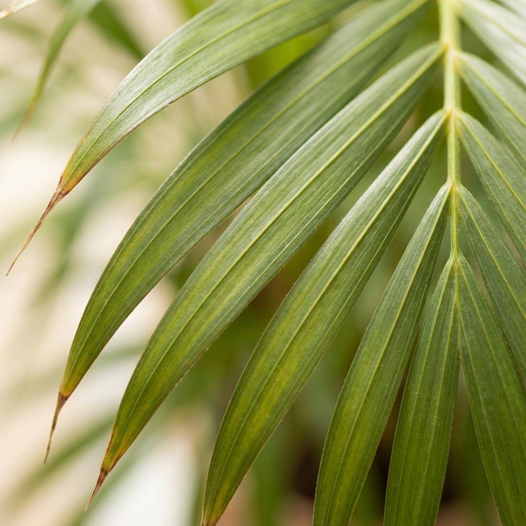 La Green Touch - Areca Palm (Dypsis) P21 - D21 H100cm - Image 3