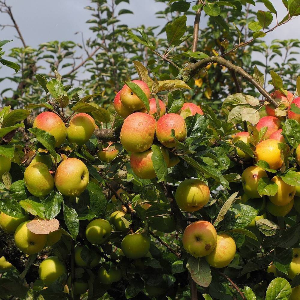 Pommier Delbard Jubilé® 'Delgollune' - Bon rendement - Pot de 10 Litres - Simple U - De 3,00 m à 5,00 m - Image 1