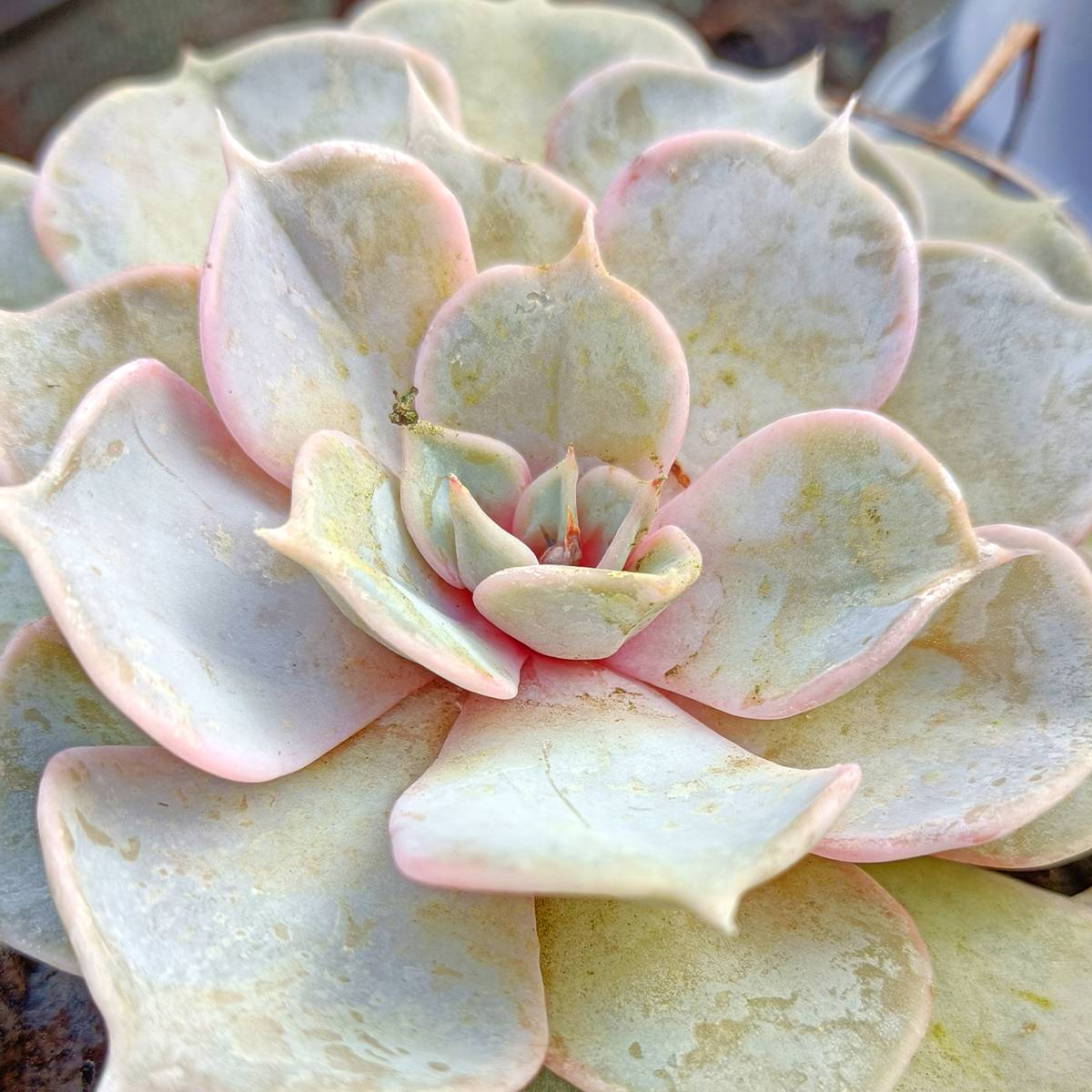 Promesse de Fleurs - Echeveria lilacina Pot de 1,5L/2L