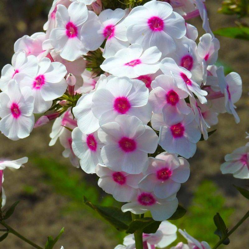 3 Phlox 'Coral Eye' - Lot de 3 vivaces - Pépinières Naudet - Imagen 1