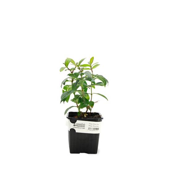 3 Phlox 'Coral Eye' - Lot de 3 vivaces - Pépinières Naudet - Image 2