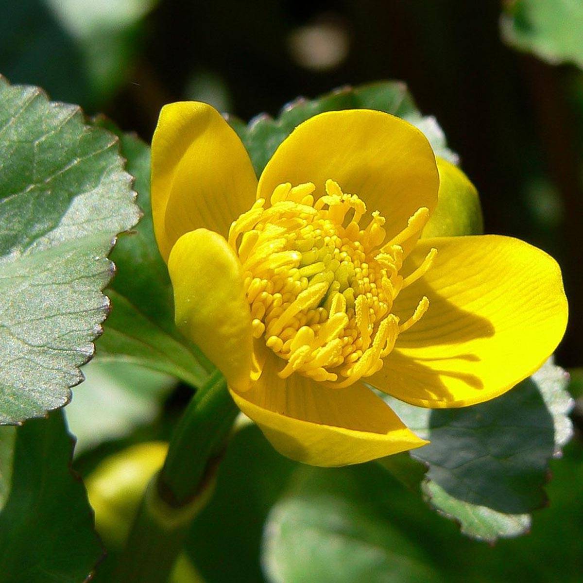 Promesse de Fleurs - Caltha palustris Polypetala - Populage - Souci des marais Godet de 8/9 cm