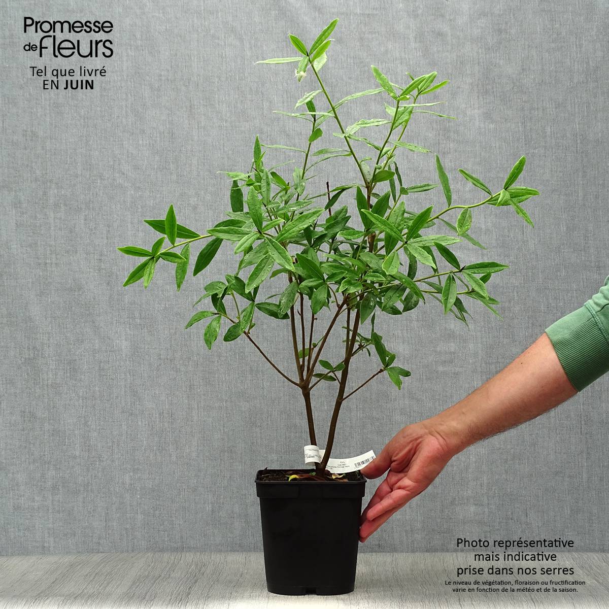 Promesse de Fleurs - Daphne Spring Beauty Pot de 3L/4L - Image 2