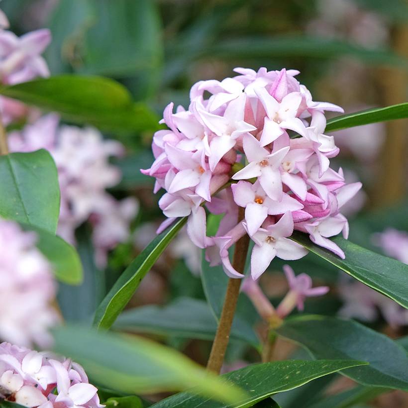 Daphne Spring Beauty Pot de 3L/4L
