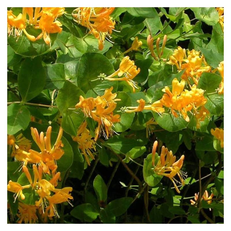 Chèvrefeuille de Brown Mandarin® à fleurs Orange - feuillage Semi-Persistant - Godet - 5/20 cm-  hauteur à maturité De 3,00 m à 5,00 m - Imagen 4