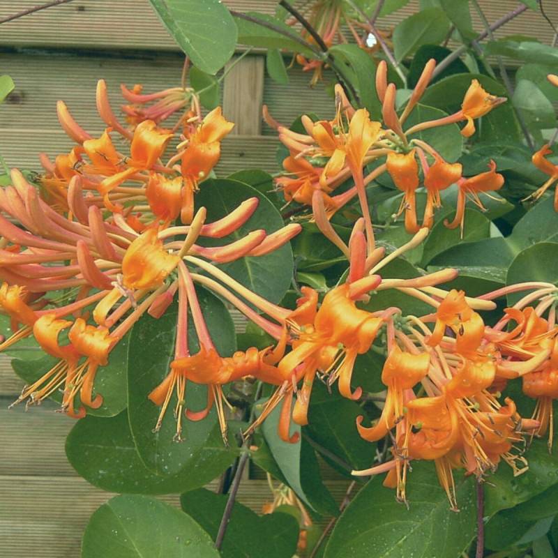 Chèvrefeuille de Brown Mandarin® à fleurs Orange - feuillage Semi-Persistant - Godet - 5/20 cm-  hauteur à maturité De 3,00 m à 5,00 m - Imagen 1