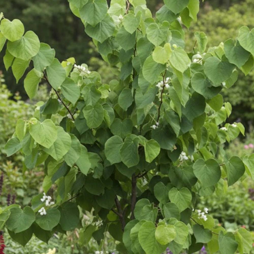 Cercis du Canada Royal White, Arbre de Judée, Gainier du Canada à fleurs Blanche/ - feuillage Caduc - Pot de 15L - Baliveau
