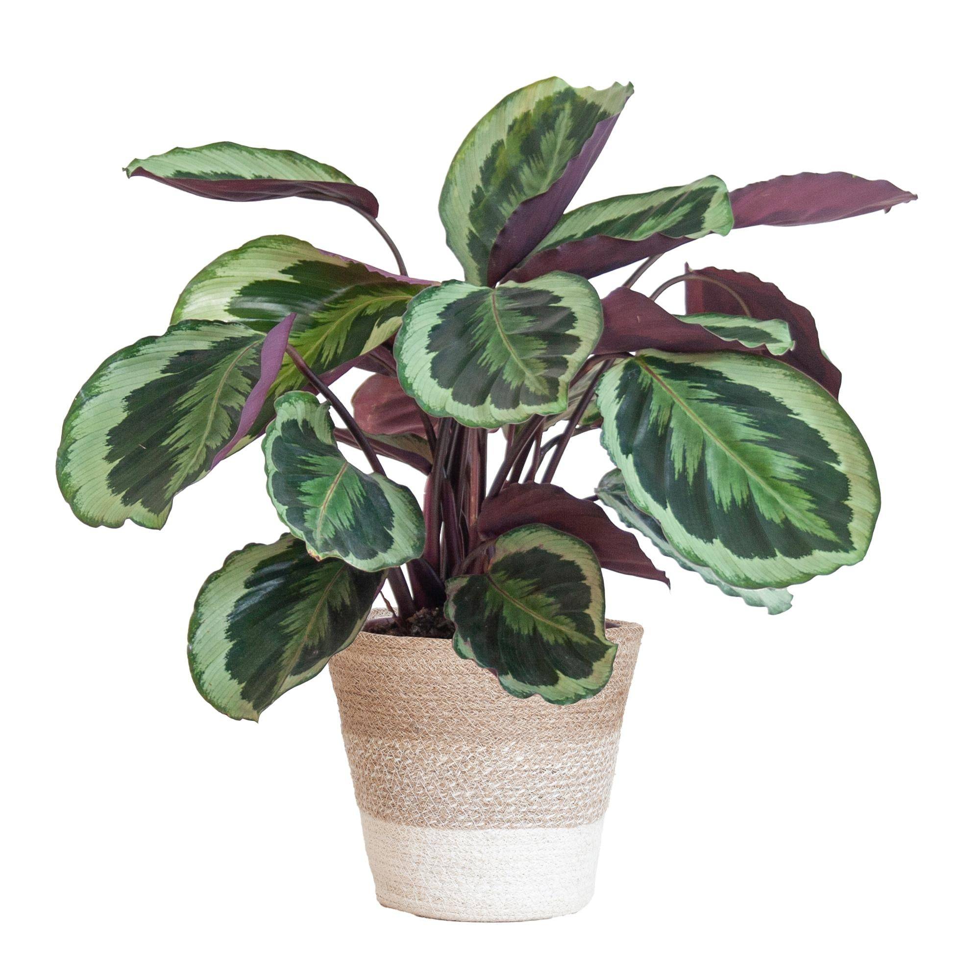 La Green Touch - Calathea Medaillon et son pot- La Green Touch Panier Blanc - Hauteur 65cm