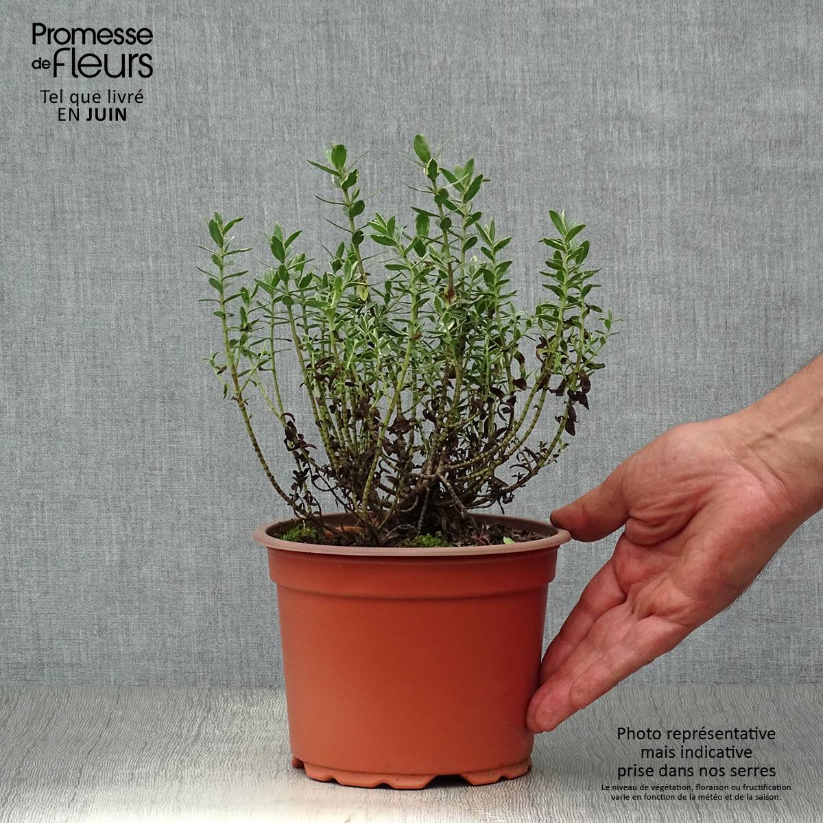 Promesse de Fleurs - Hebe Red Edge - Véronique arbustive. Pot de 2L/3L - Image 2