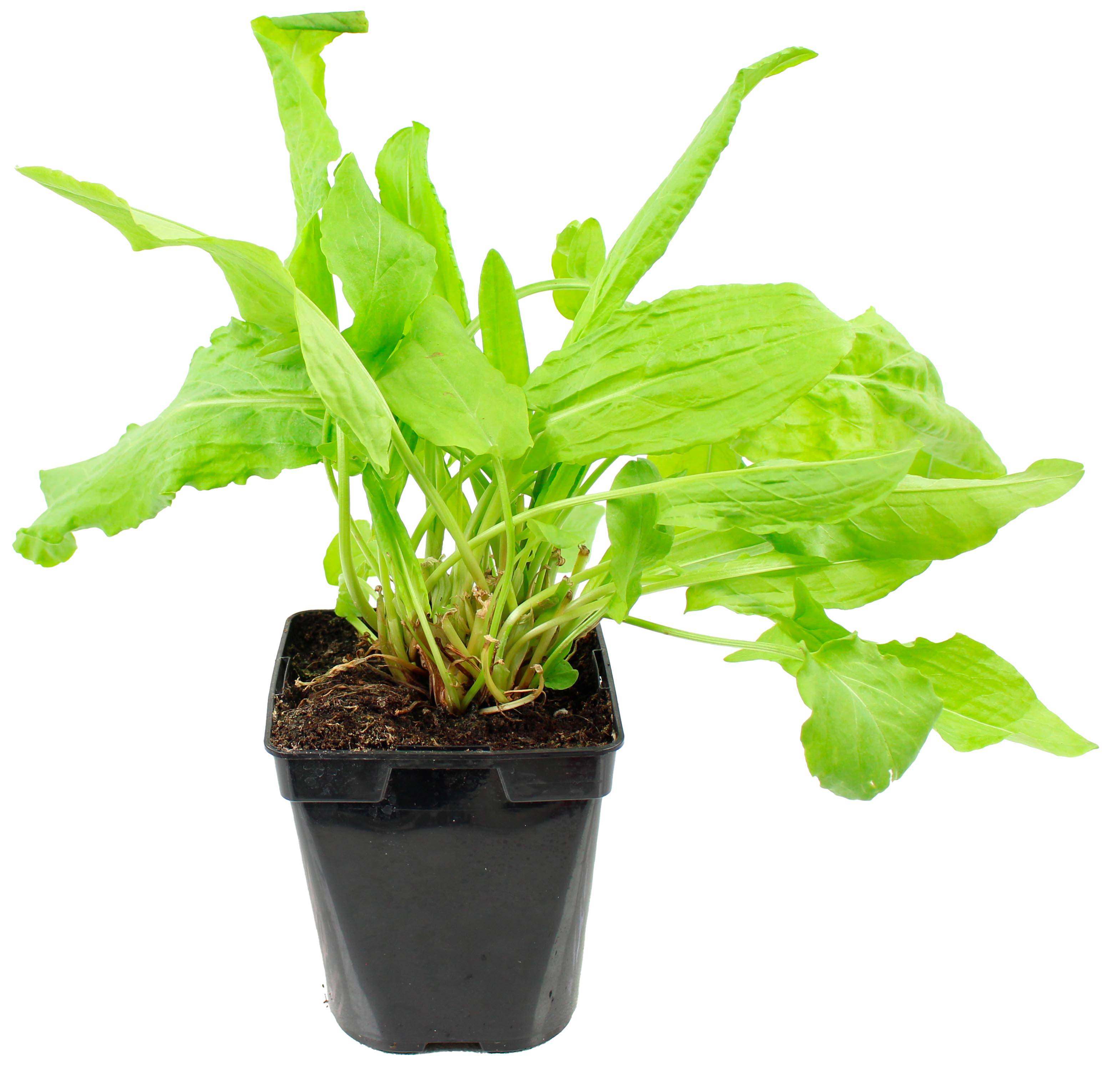Plant de Oseille verte pot de 1litre
