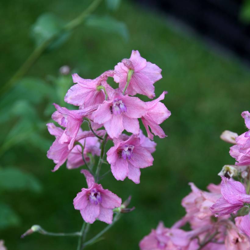 Promesse de Fleurs - Delphinium Ruysii Pink Sensation, Pied d'Alouette Godet de 8/9 cm