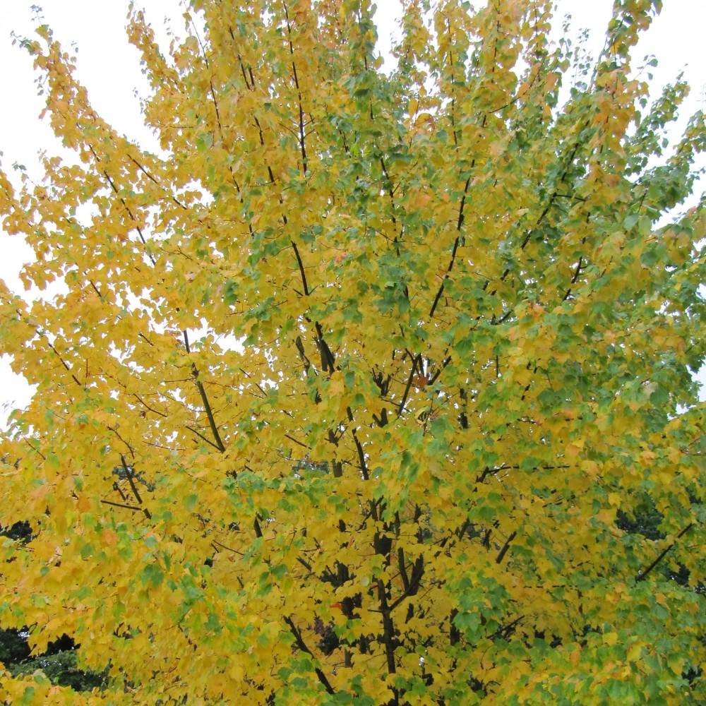 Érable rouge Scanlon, Acer rubrum - Pot de 15L - Baliveau - Image 1