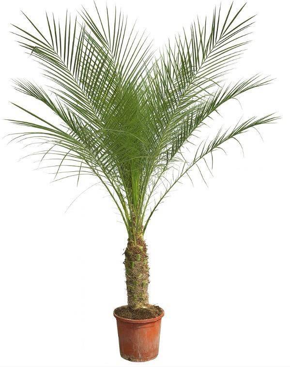 Phoenix Roebelenii Sur Tige - D30 H190cm