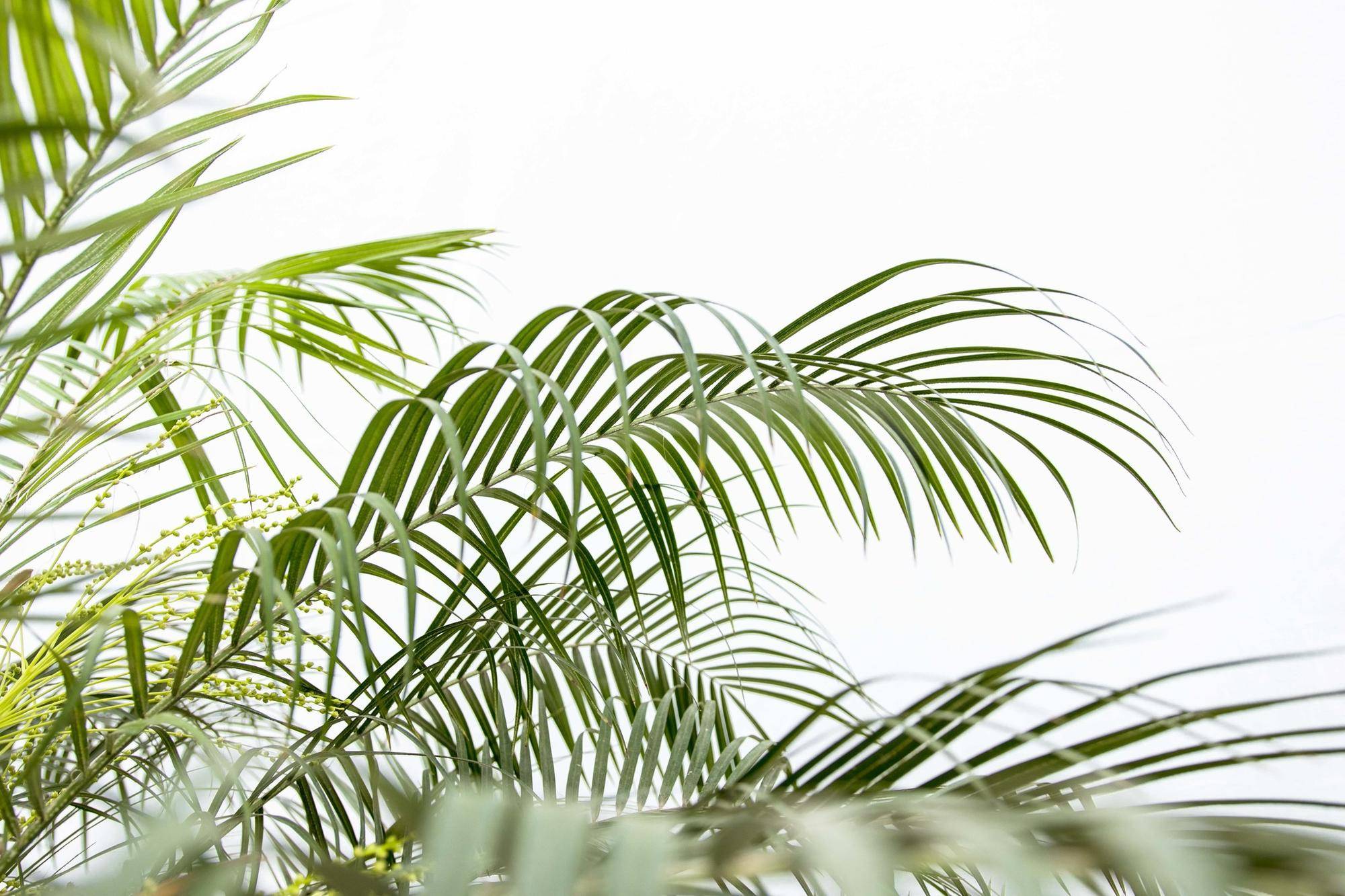La Green Touch - Phoenix Roebelenii Sur Tige - D21 H100cm - Image 7