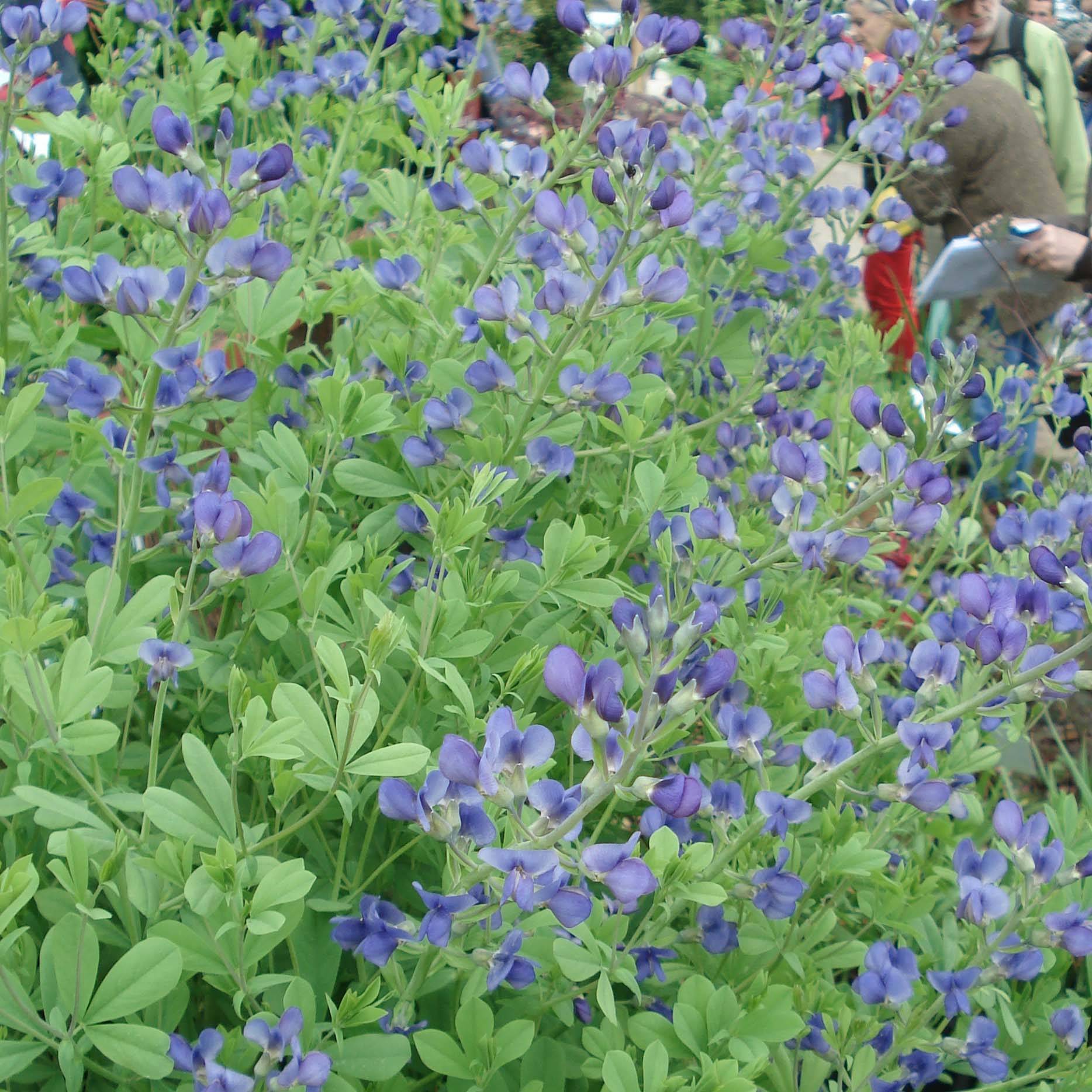 Promesse de Fleurs - Lupin indigo, Baptisia australis Godet de 8/9 cm
