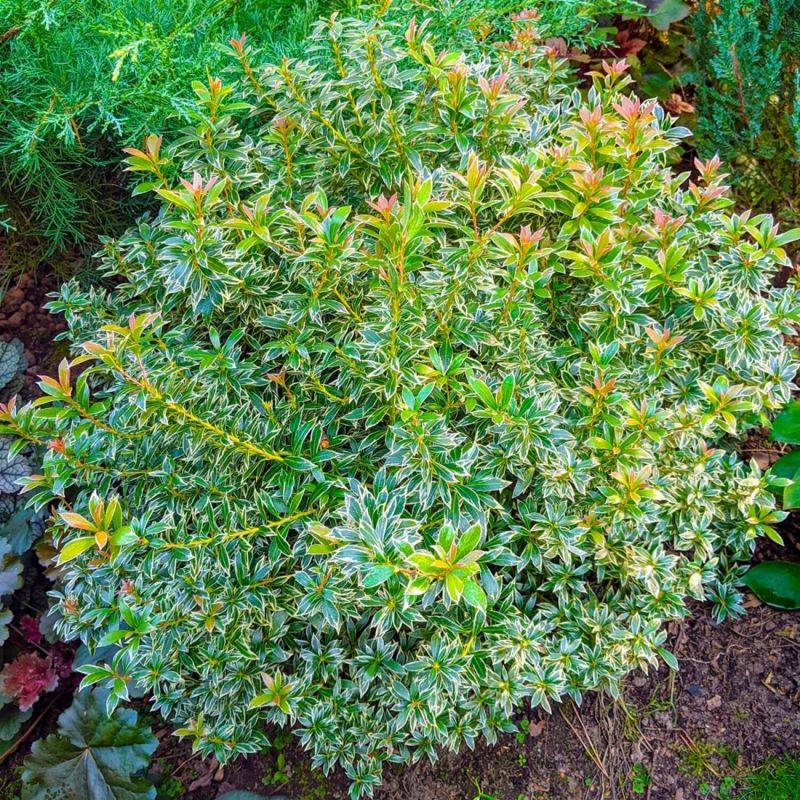Andromède du Japon 'Little Heath' (Pieris japonica 'Little Heath') - Godet 9cm - Pépinières Naudet
