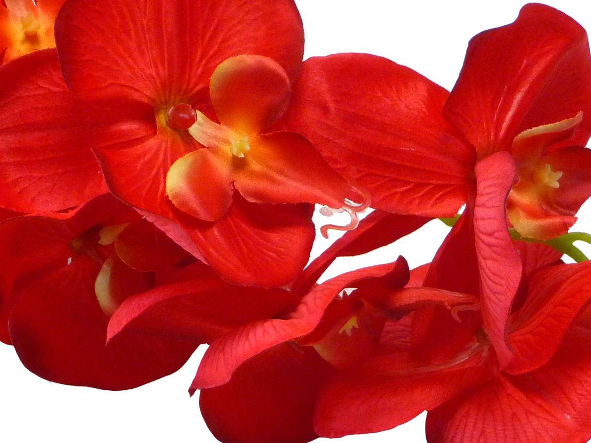 Artificielles - Orchidée Tao factice H105 cm 8 fleurons 5 boutons qualité Pro Rouge - couleur: Rouge - Imagen 3