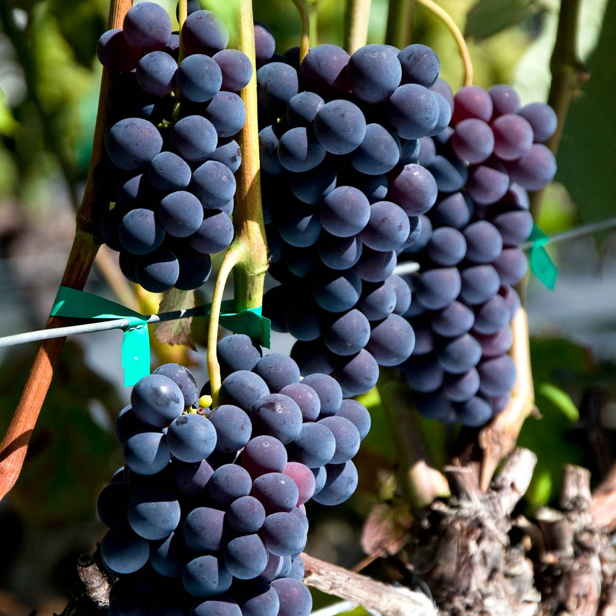 Vigne Venus Pot de 1,5L/2L