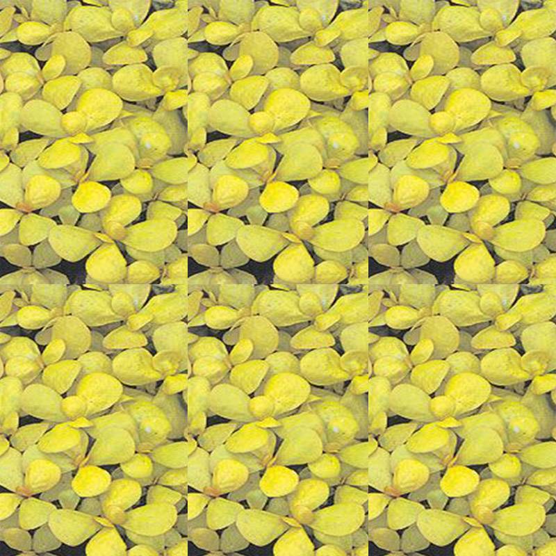 Pourpier doré à larges feuilles le sachet de 5000 graines environ (3g)