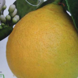 Citronnier - Citrus limon Adamo Pot de 4L/5L, 1/4 de tige